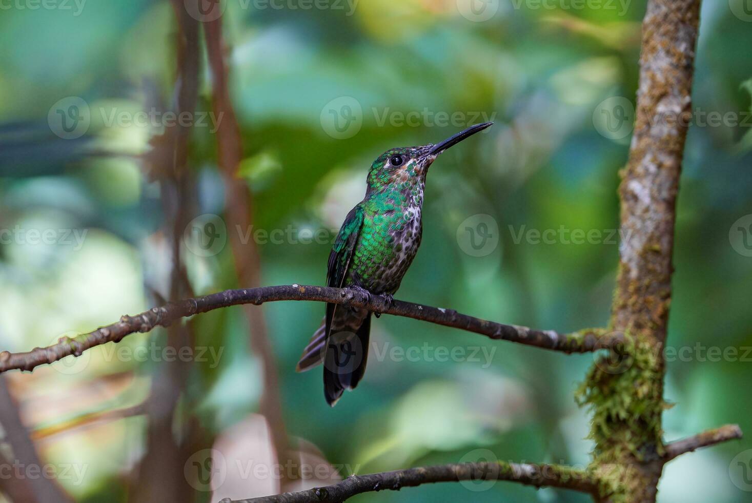 concentrer sélection. colibri dans le pluie forêt de costa rica photo