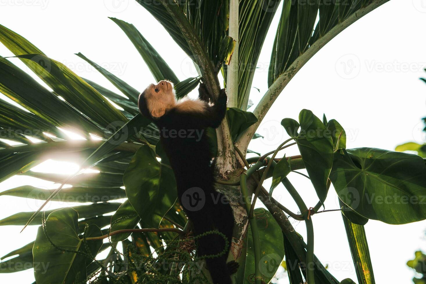 à tête blanche capucin, noir singe séance sur arbre branche dans le foncé tropical forêt. photo