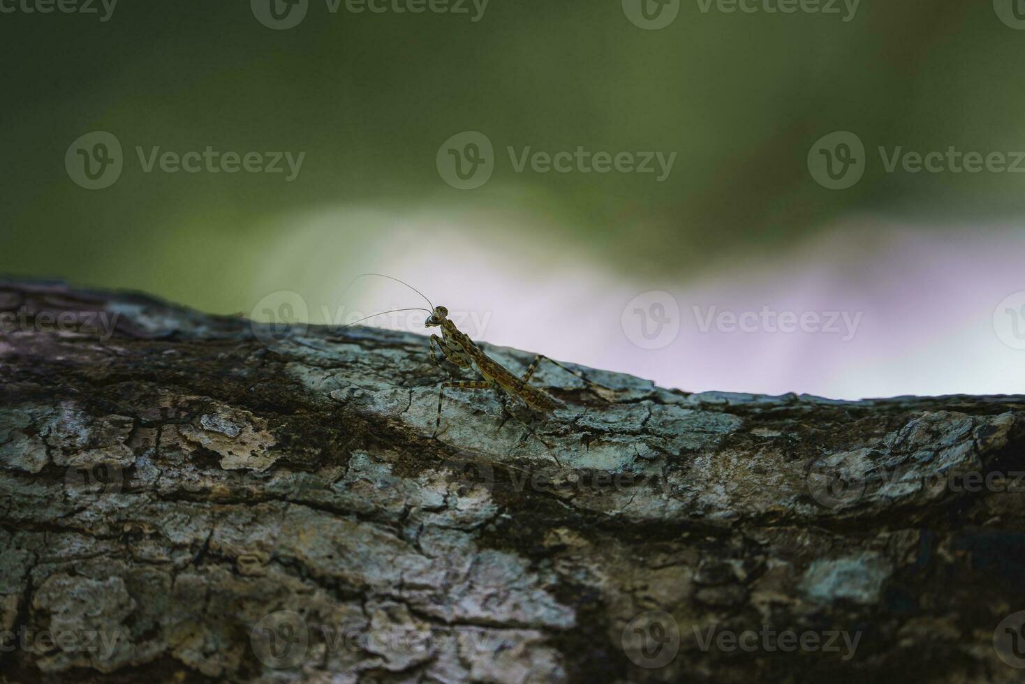 fermer de sauterelle sur écorce dans forêt à costa rica photo