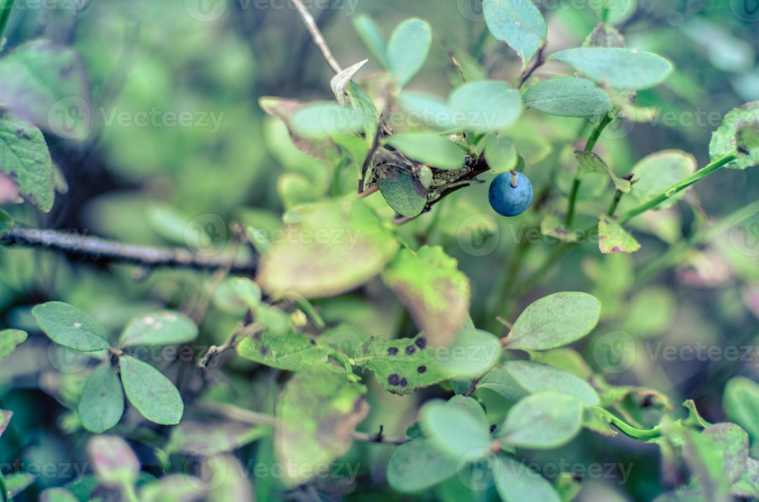 plants de bleuets avec des feuilles vertes sur le sol photo