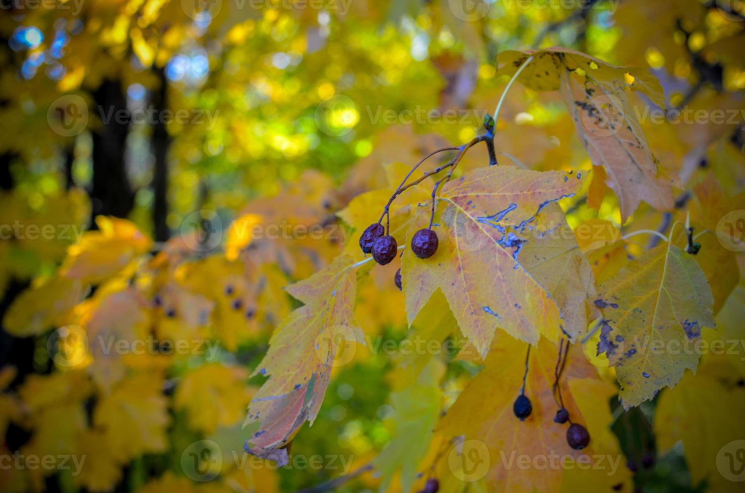 Forêt de baies noires brillantes parmi les feuilles jaunes sèches sur un arrière-plan flou de contraste d'automne photo