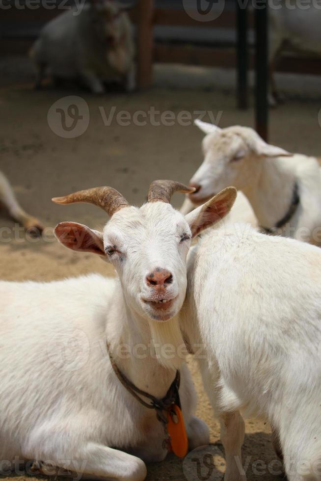 chèvres blanches au parc zoologique en été photo