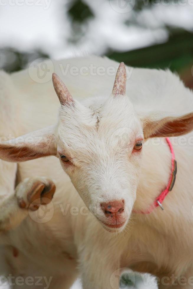 chèvres blanches au parc zoologique en été photo