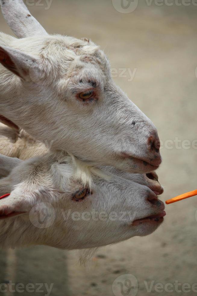 chèvres blanches au parc zoologique en été photo