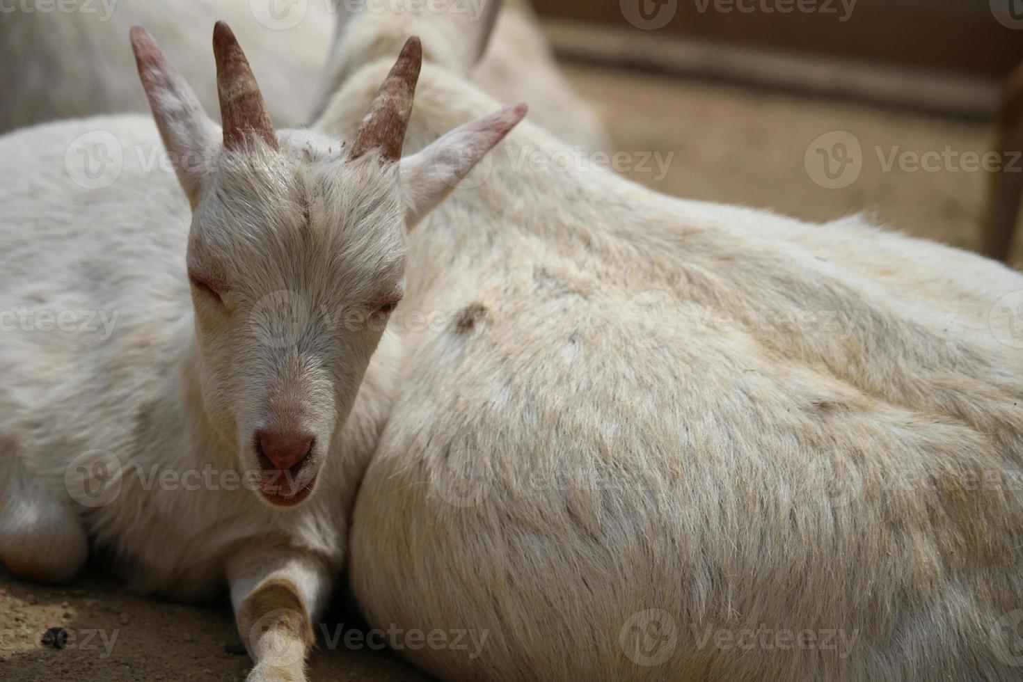 chèvres blanches au parc zoologique en été photo