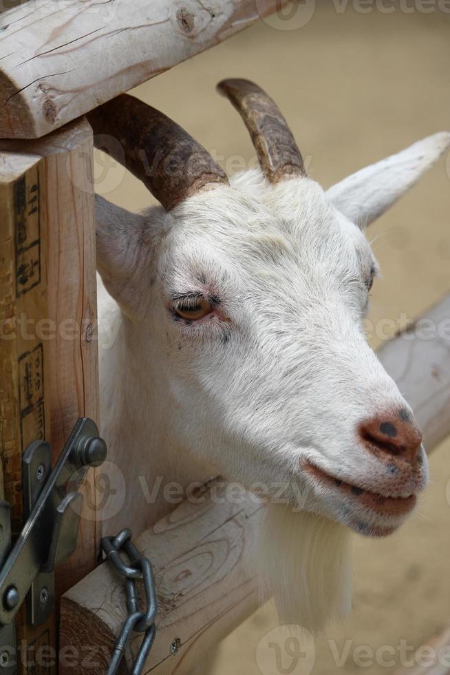 chèvres blanches au parc zoologique en été photo