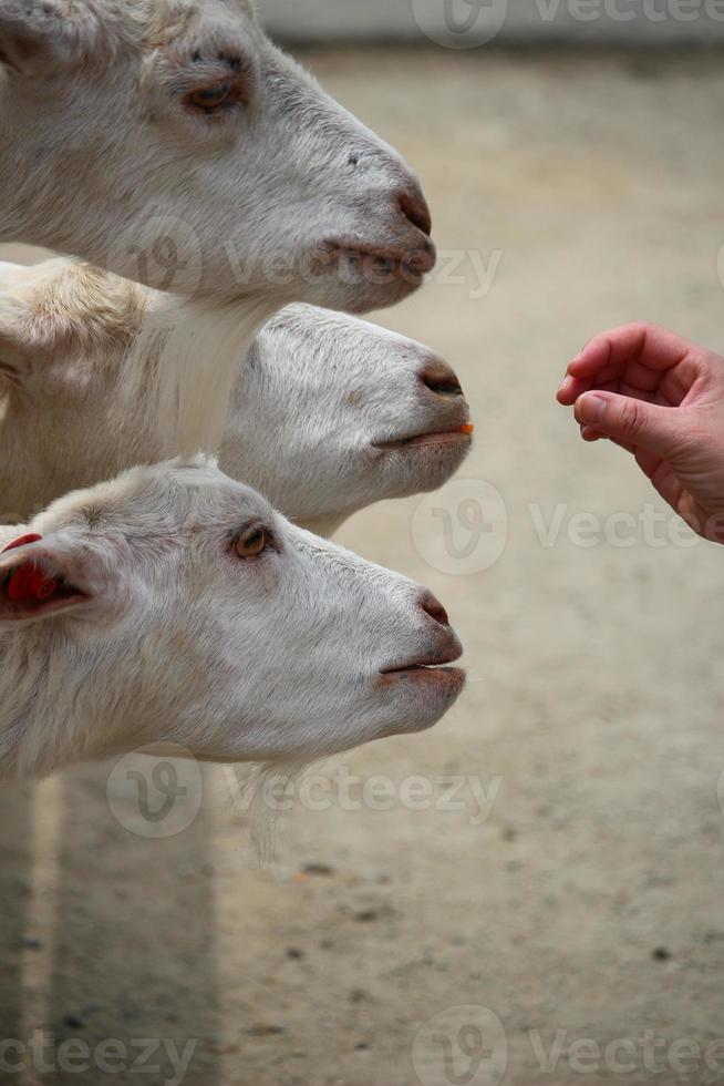 chèvres blanches au parc zoologique en été photo