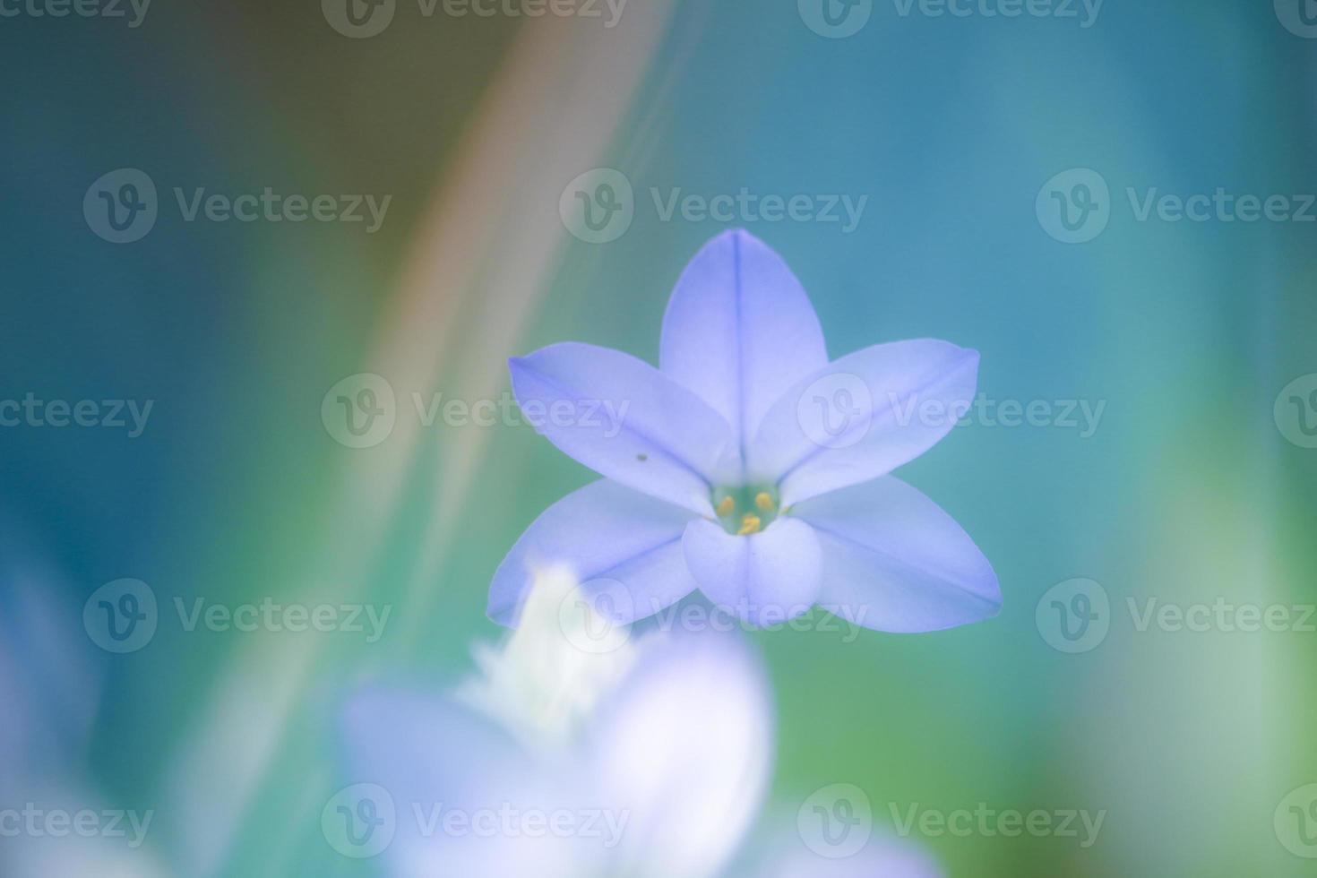 une fleur sans nom au parc photo