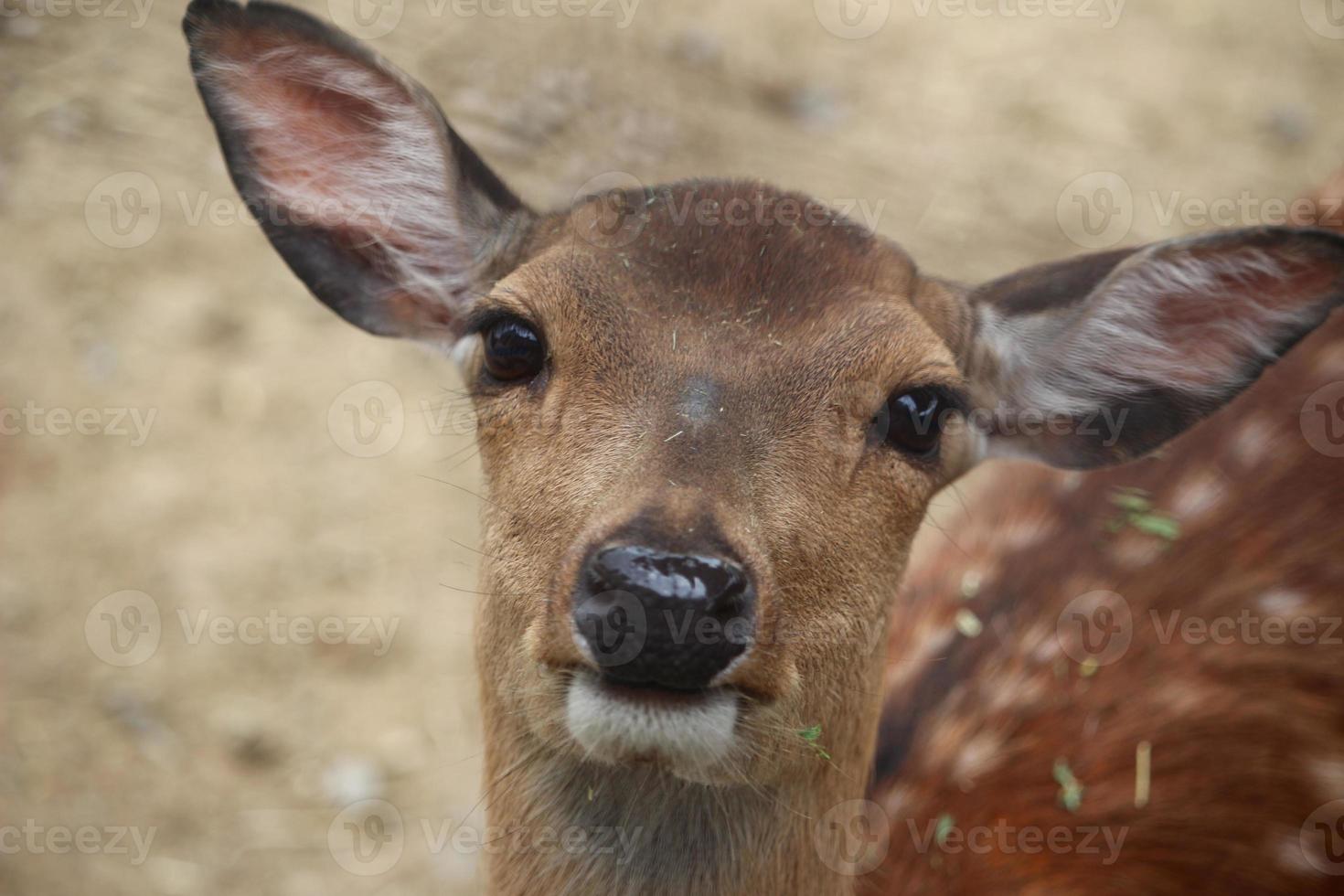 cerf au zoo en été photo