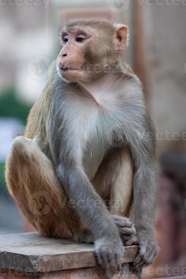 Macaque rhésus, dans le temple de Hanuman, Jaipur, Rajasthan, Inde photo