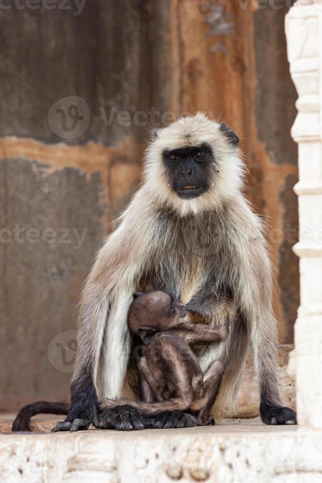 Langur gris des plaines du nord dans le temple de Kumhshyam, Chittorgarh, Rajasthan, Inde photo