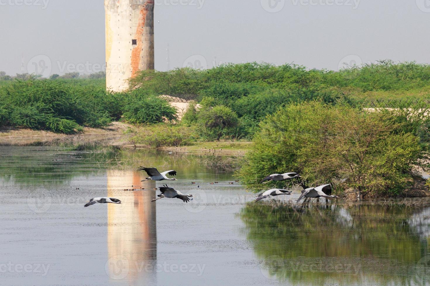 Grues Demoiselle au Rajasthan, Inde photo