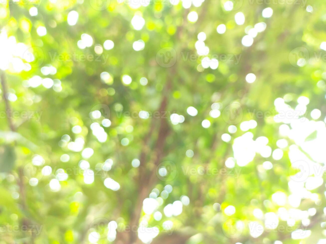 en dehors de concentrer flou Contexte de vert goyave arbre feuilles, avec brillant lumière du soleil pendant le journée photo