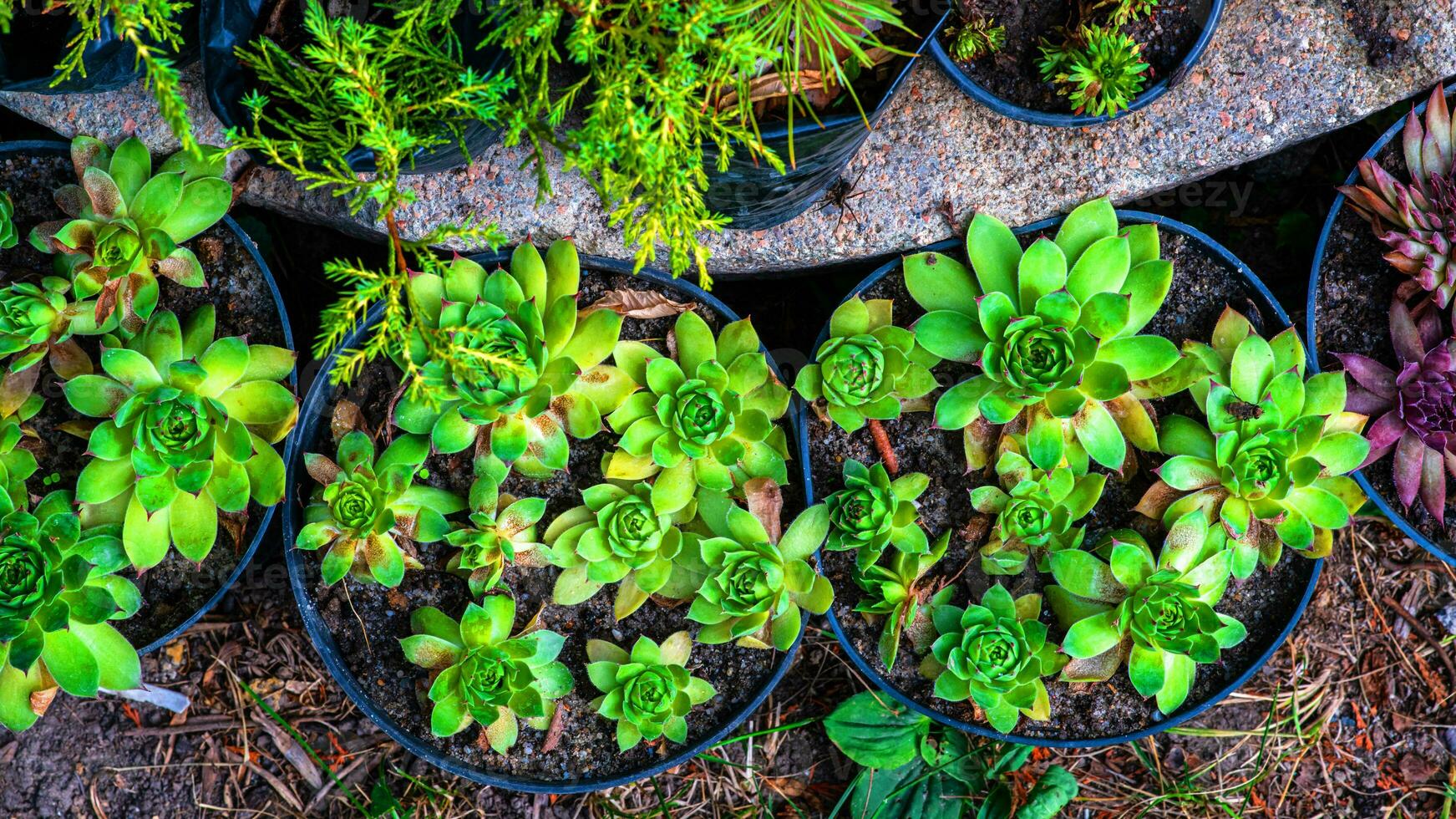 vert semis dans biodégradable des pots . vert les plantes dans tourbe marmites. bébé les plantes semis dans petit marmites. plateaux pour agricole semis. photo