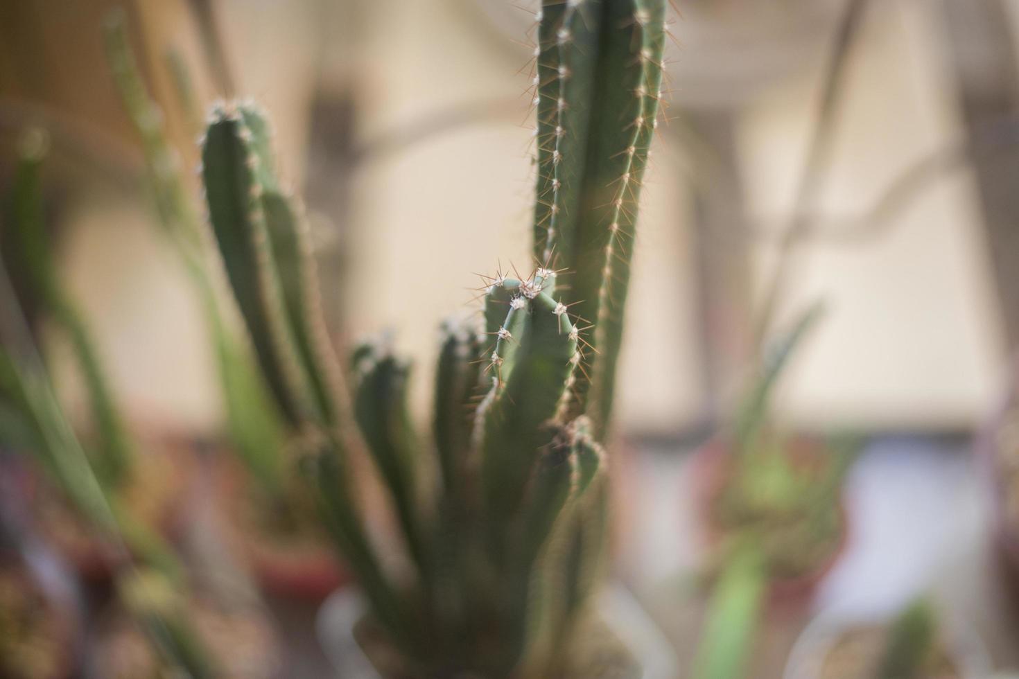 cactus dans un café photo