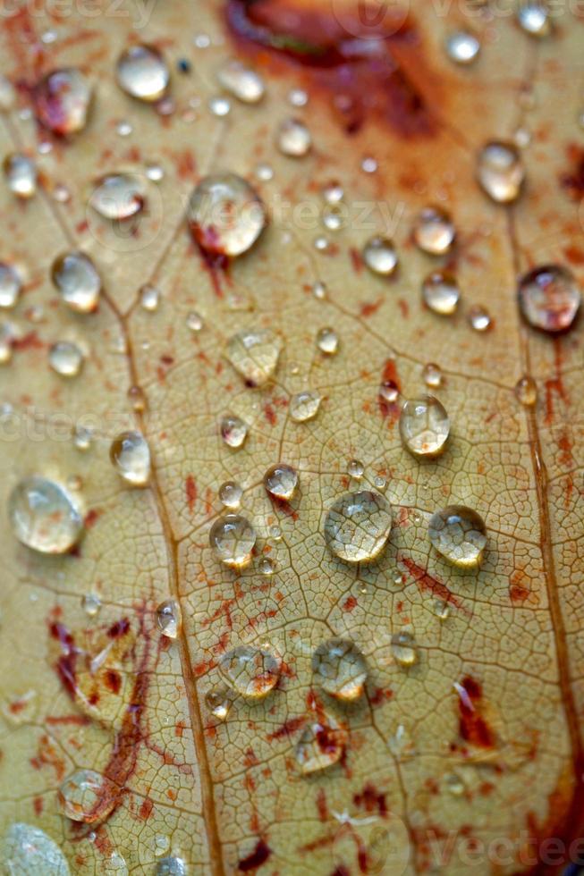 gouttes sur la feuille brune les jours de pluie photo