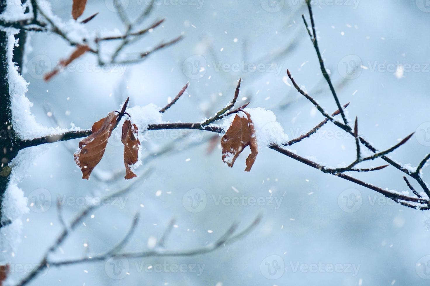 neige sur les plantes en hiver photo