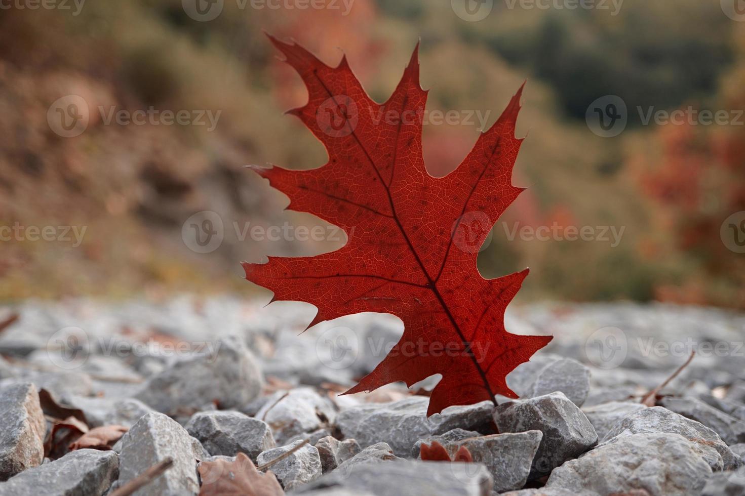 feuille d'érable rouge en automne photo