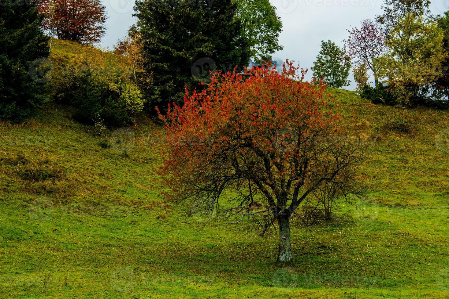 arbre rouge sur pré vert photo