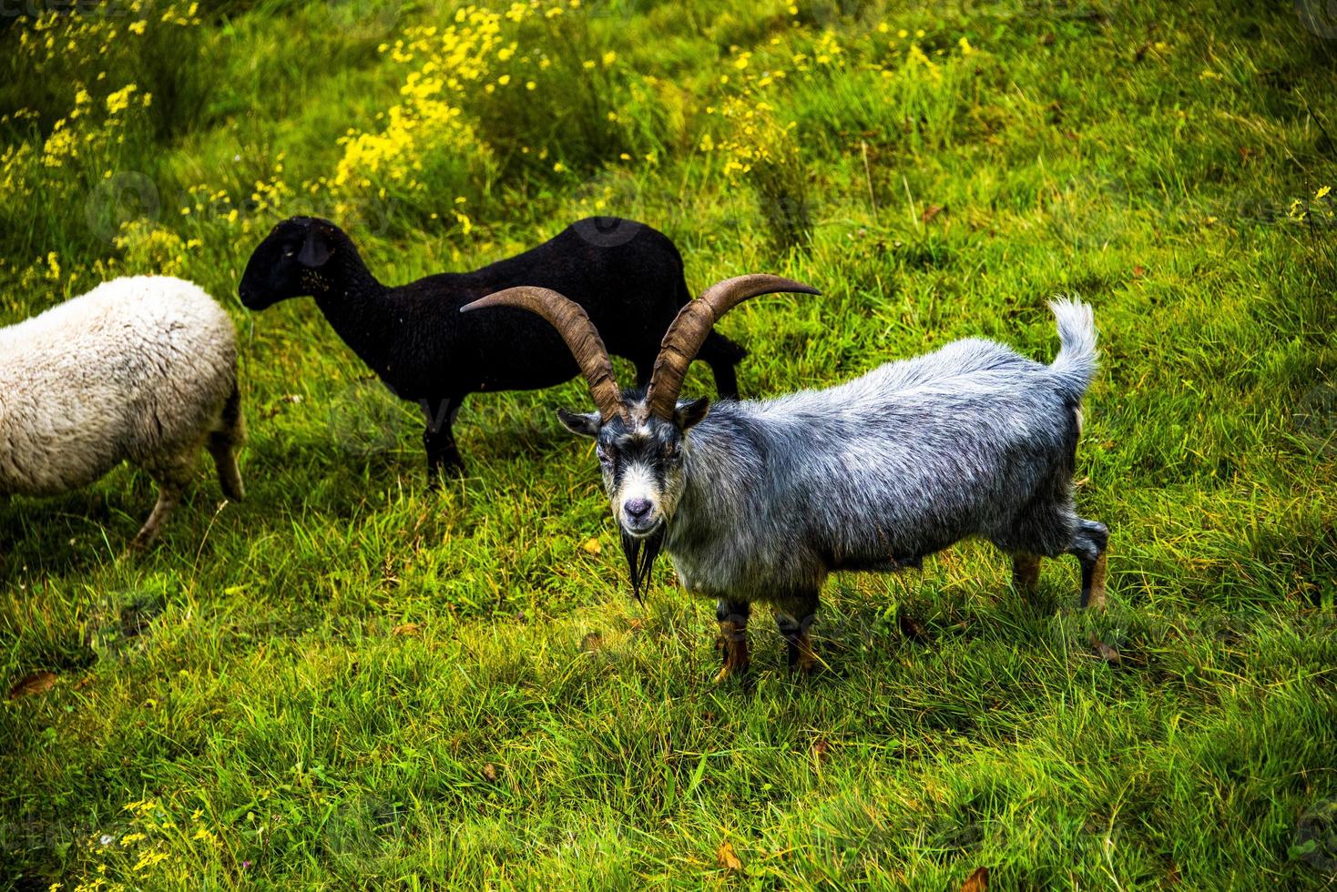 chèvres sur les pâturages un photo