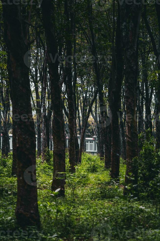 caoutchouc arbre industriel forêt. caoutchouc plantation, caoutchouc latex espace de rangement récipient, situé dans vietnam. sélectif concentrer photo