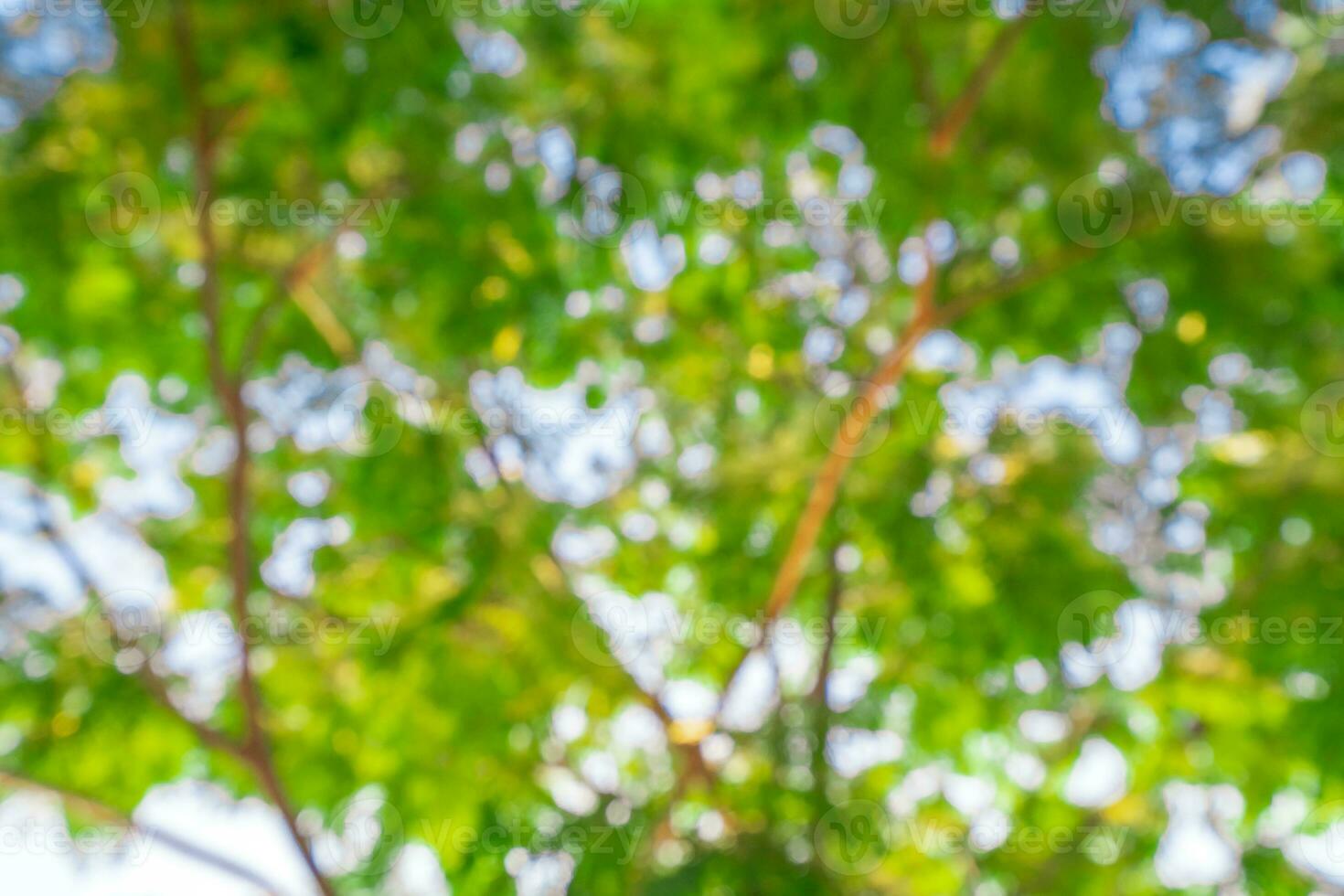 brouiller de vert Naturel arbre dans parc Contexte. photo