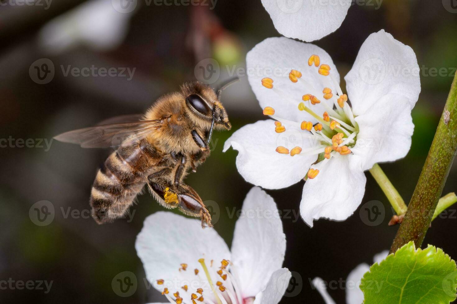 en volant abeille recueille pollen sur le fleurs de une arbre photo