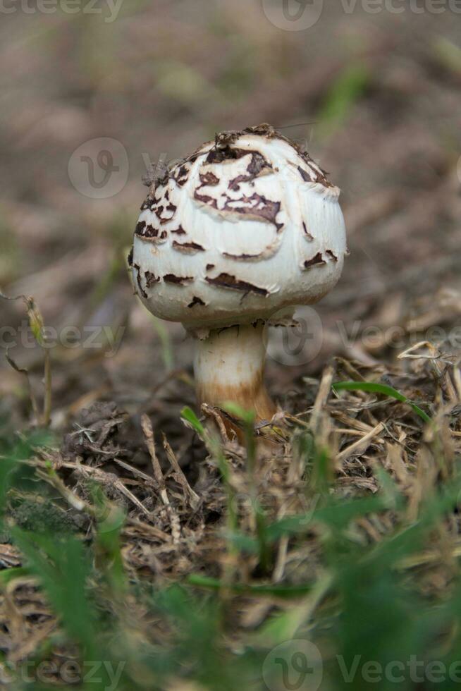 sauvage marron et blanc champignon photo