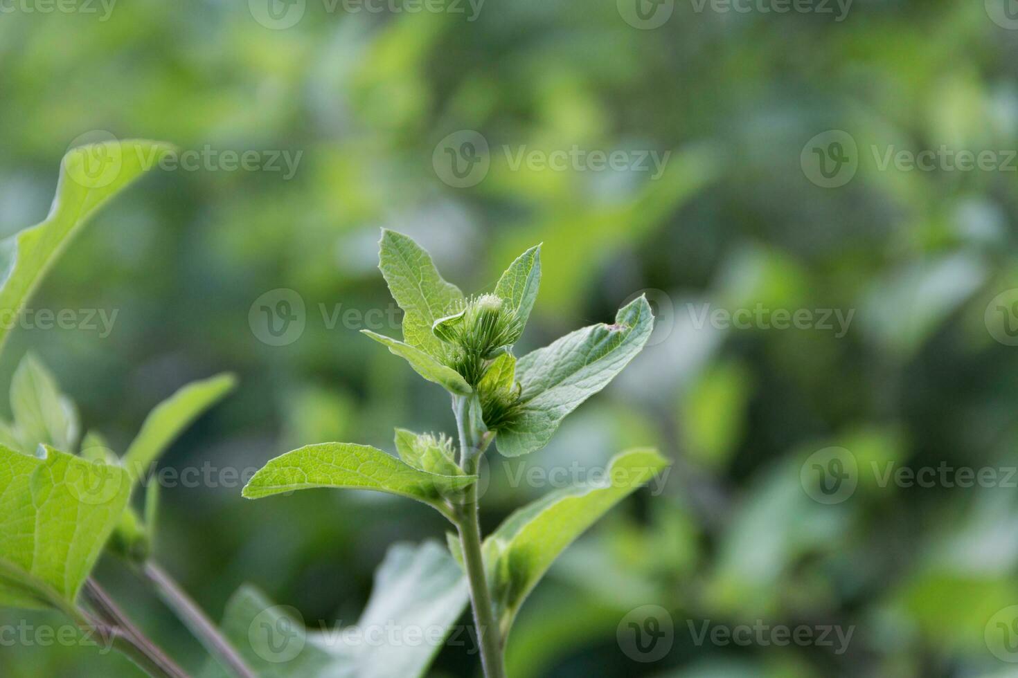 en haut proche bardane feuilles croissance sauvage photo