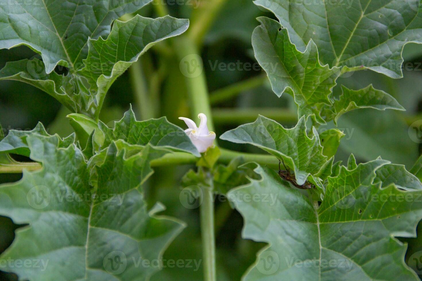 sauvage datura ferox plante épanouissement dans printemps photo