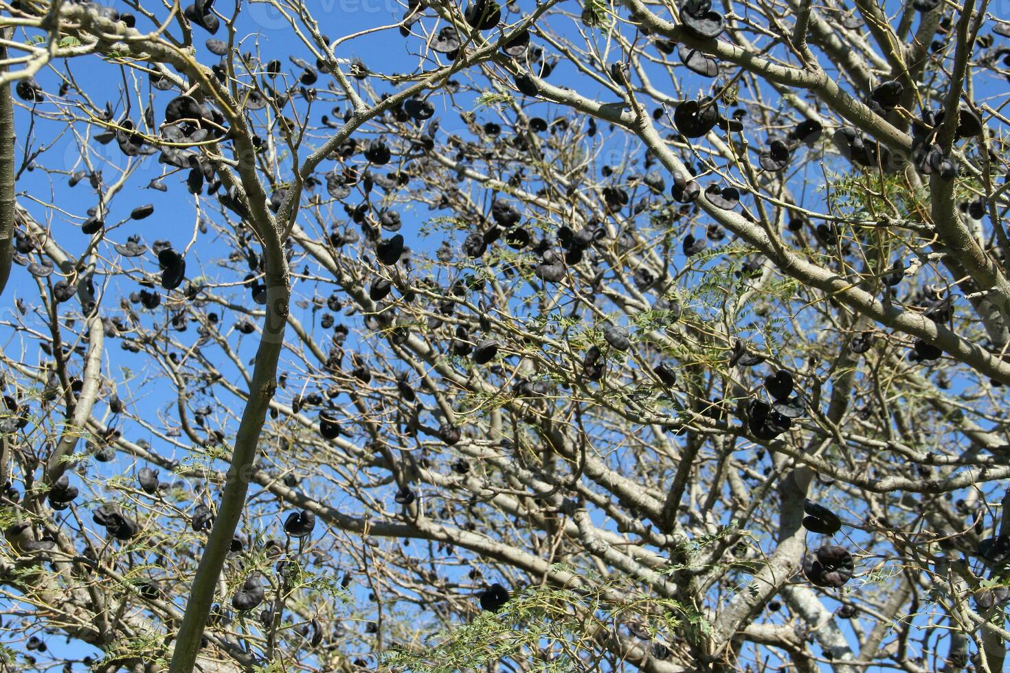 entérolobium contorsionnel originaire de arbre de Sud Amérique photo