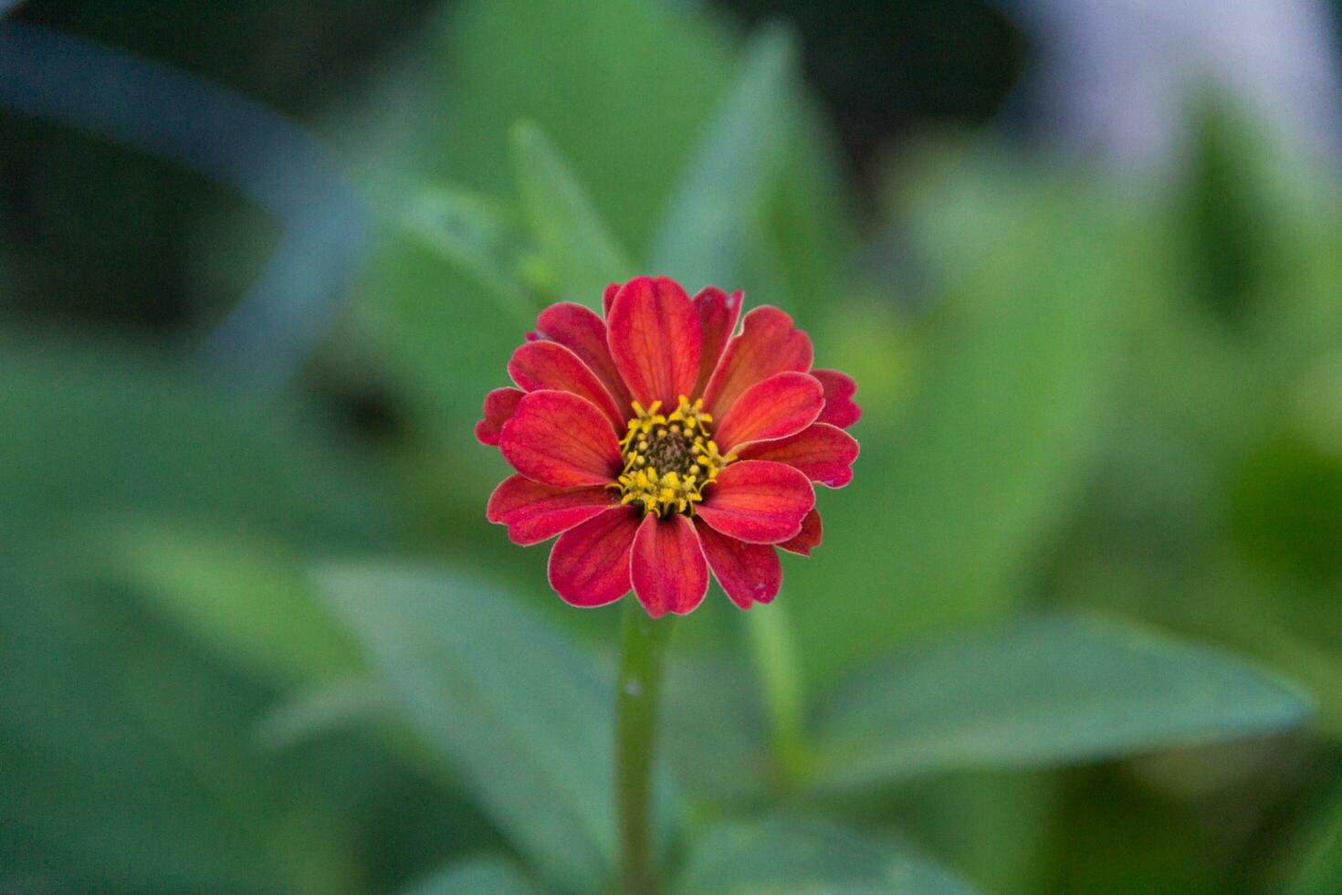 sauvage zinnia cette grandit dans le Montagne de le montagnes photo