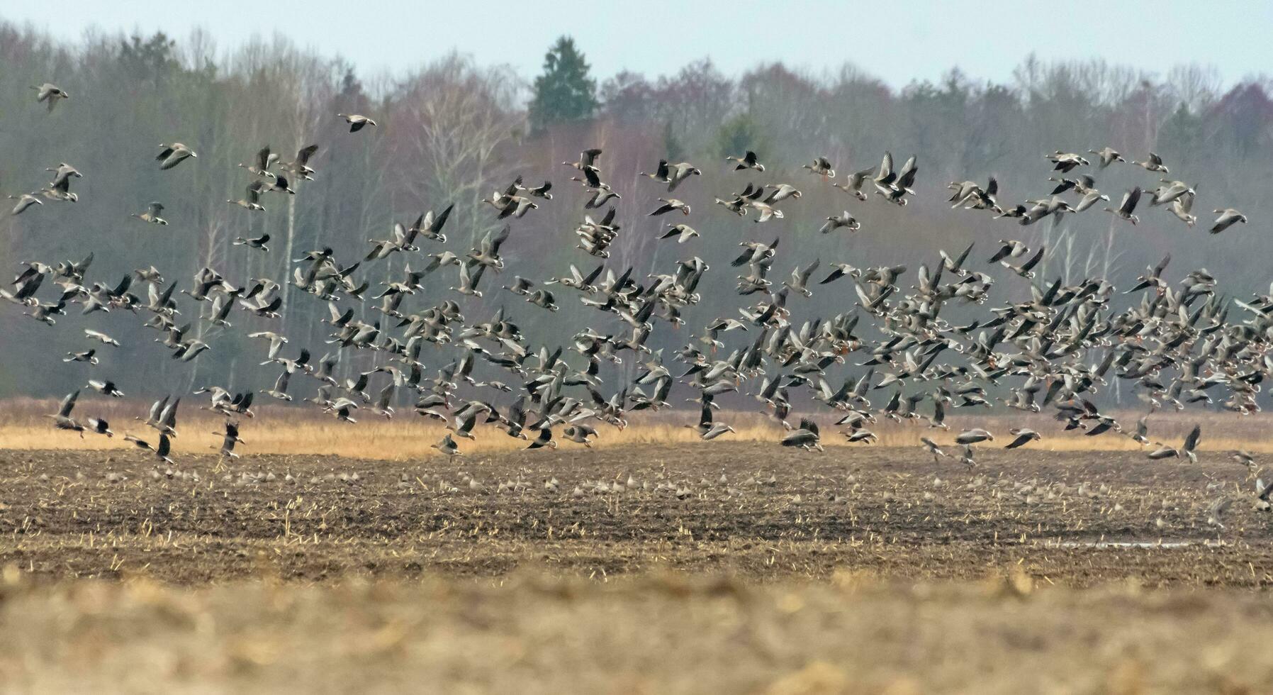 grand troupeau de haricot oies - Anser fabalis - et plus grand à front blanc oies - Anser albifrons - en volant faible plus de sec champ dans printemps et atterrissage finalement photo