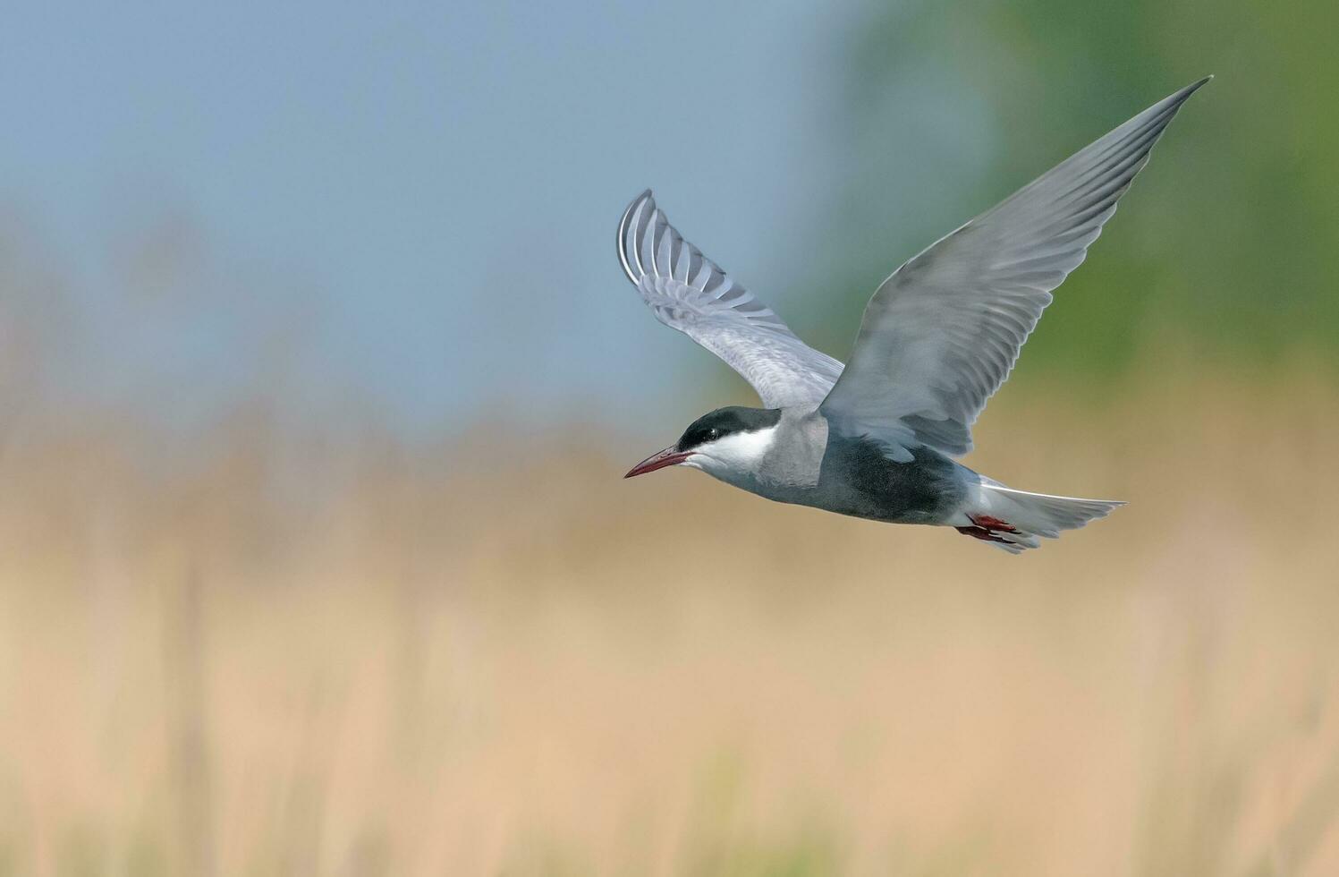 moustachu sterne - chlidonias hybrida - flotter plus de rivière lit dans chercher pour nourriture avec large étalé ailes photo