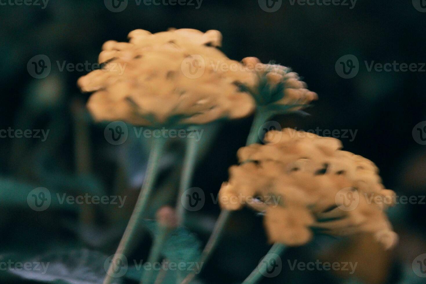 défocalisé image de une fleur photo