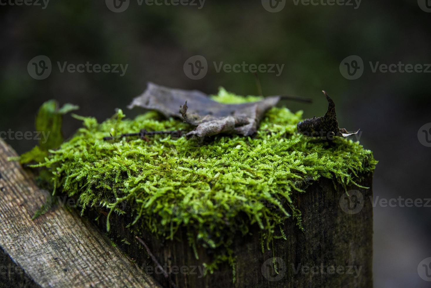 sous-bois miniature zéro photo