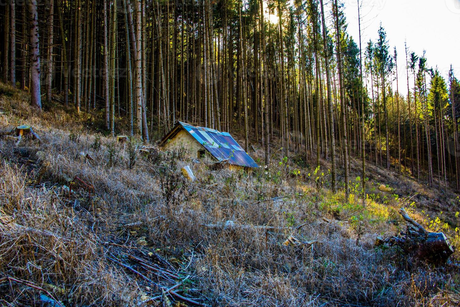 cabane au milieu des forêts de pins photo