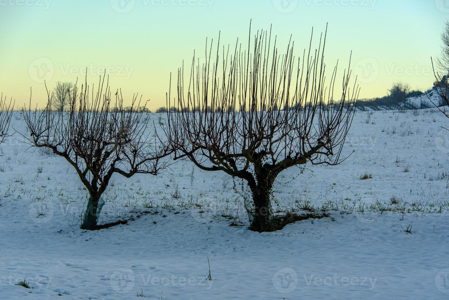 peigner les arbres dans la neige photo