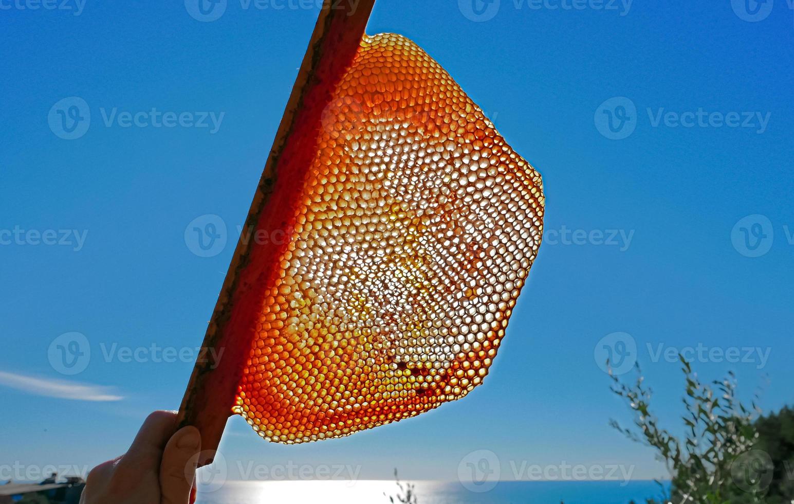ruche avec rétro-éclairage photo