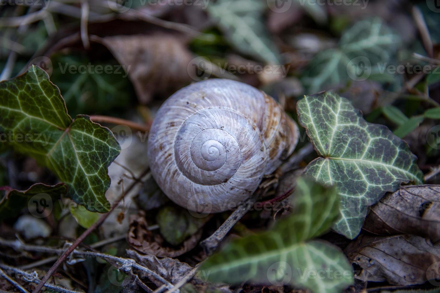 coquille d'escargot parmi le lierre photo