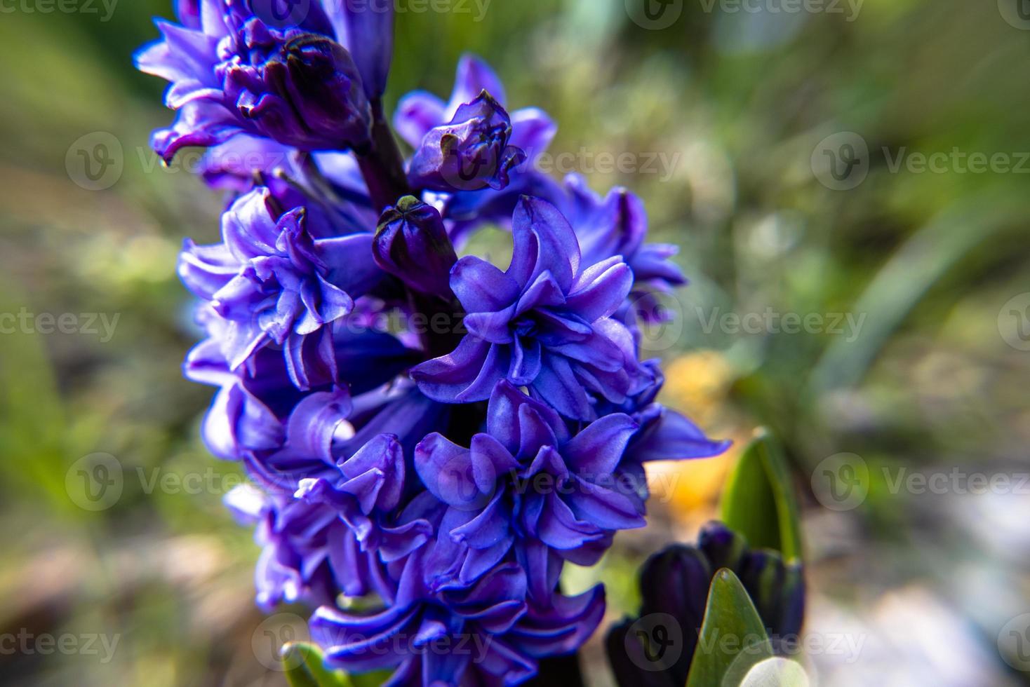 20210313 Hyacinthus orientalis1 photo