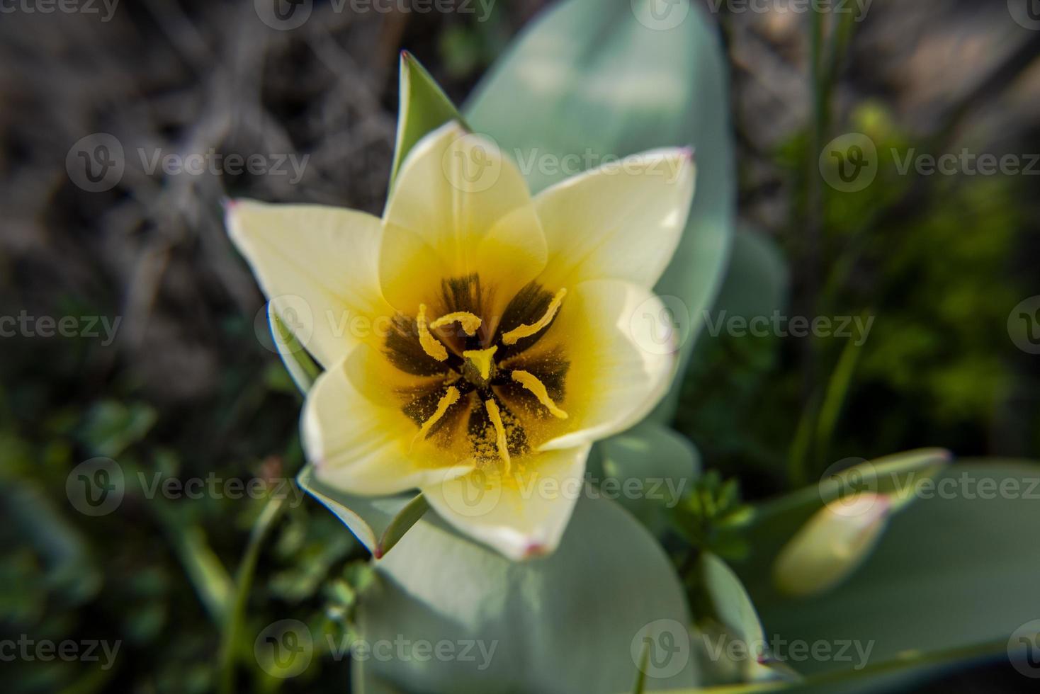 20210313 tulipa kaufmanniana regel photo