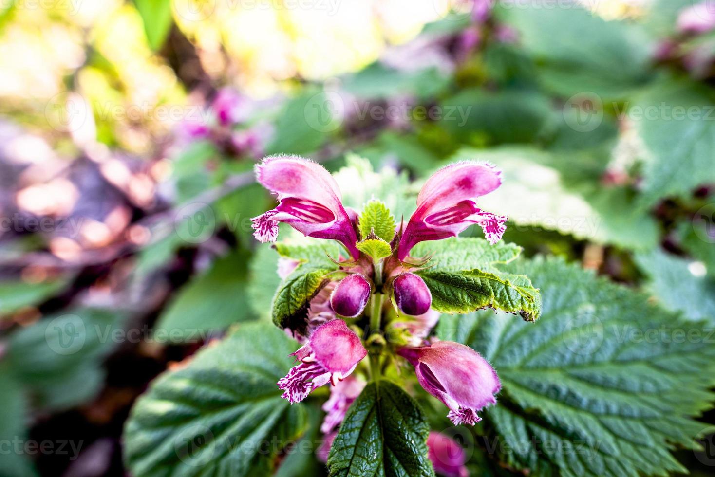 2021418 castelgomberto lamium orvala 1 photo