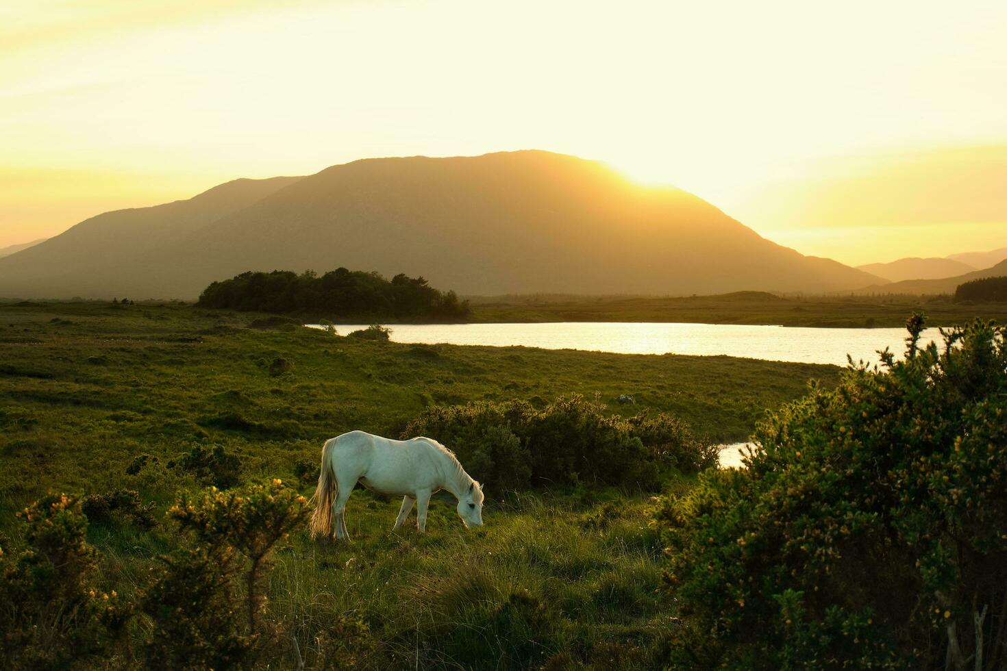 magnifique le coucher du soleil paysage avec blanc cheval sur le pâturage par le Lac avec montagnes dans le Contexte à connemara nationale parc dans comté Galway, Irlande photo