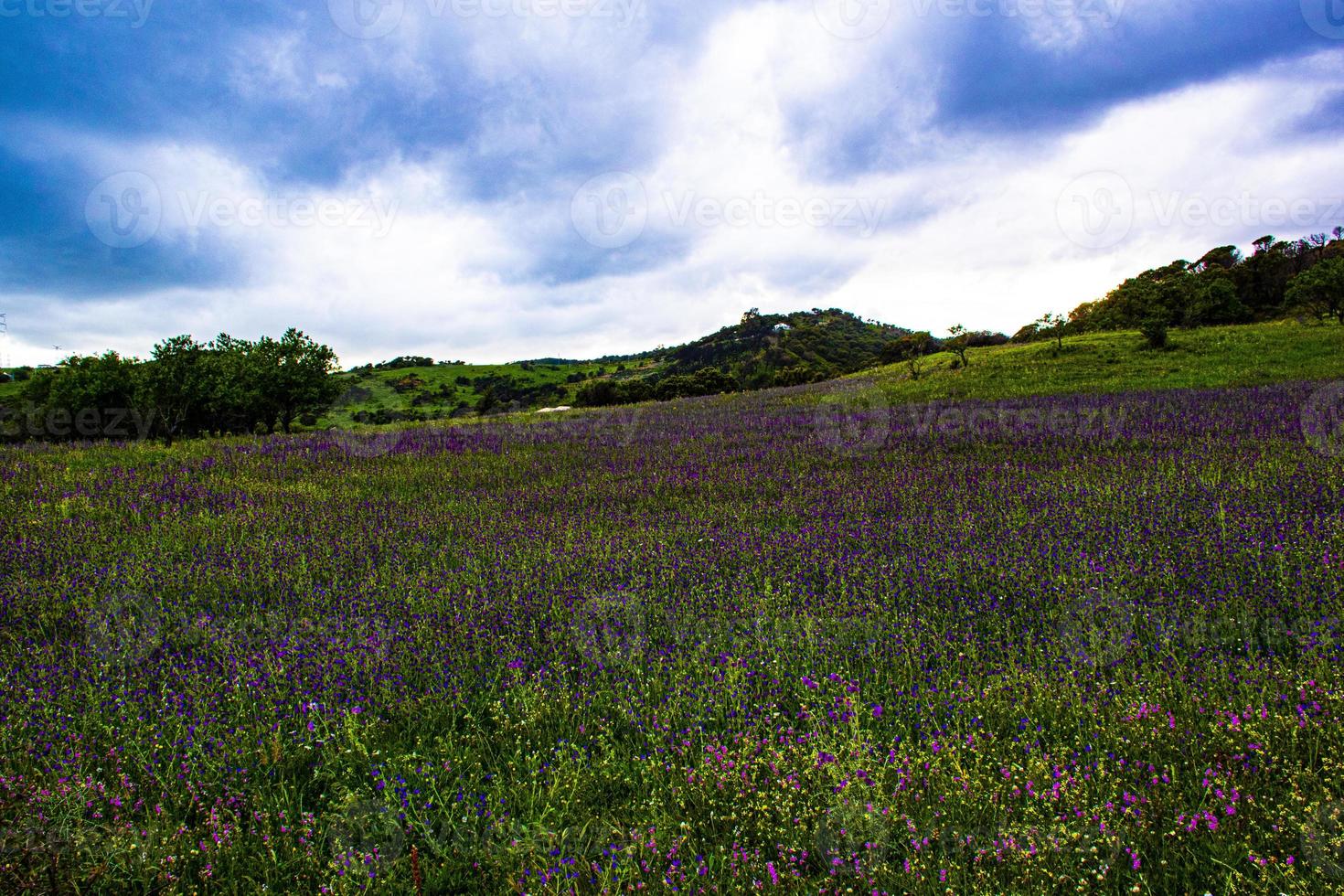 Prairie fleurie dans les collines espagnoles photo