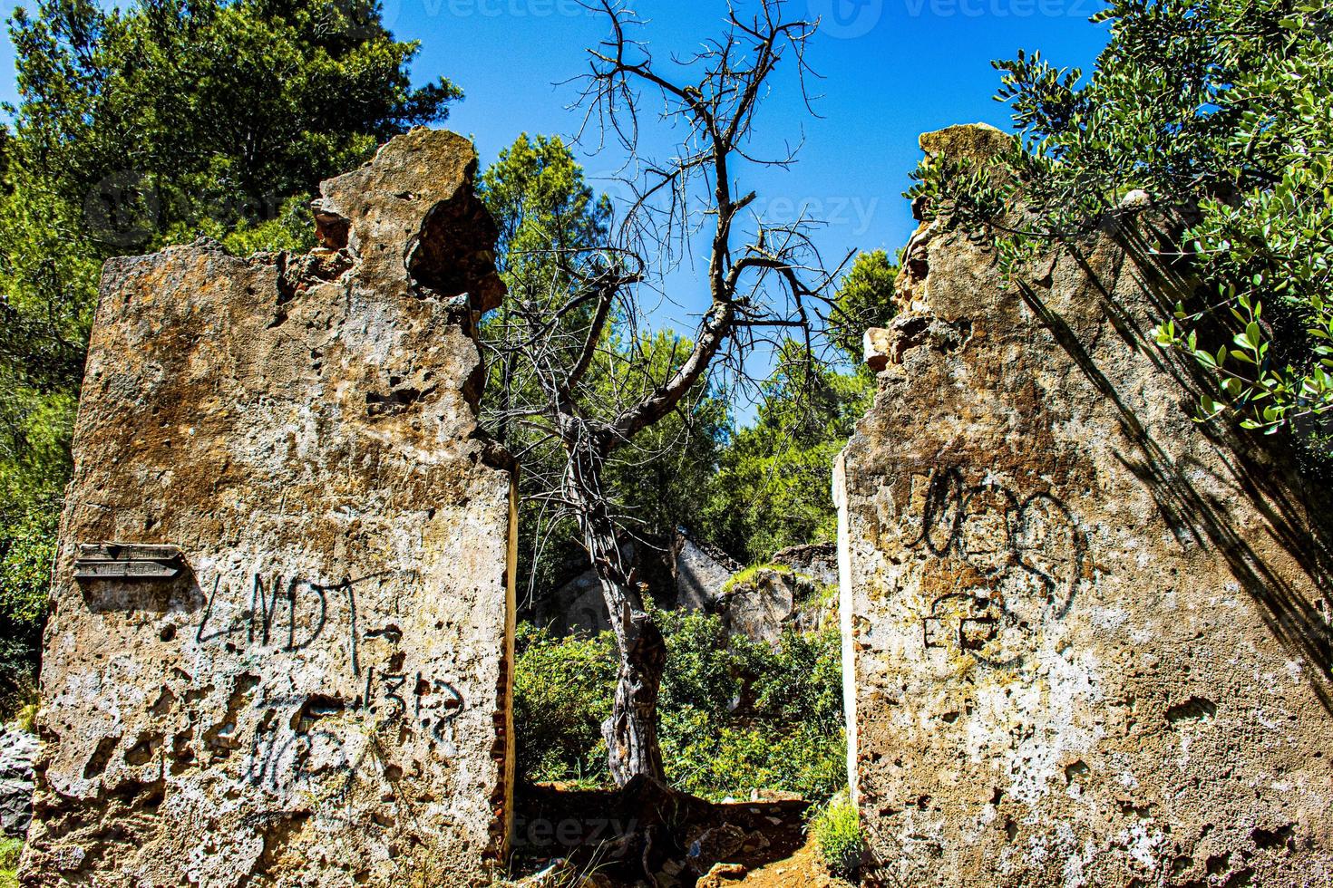 un arbre sur la porte photo