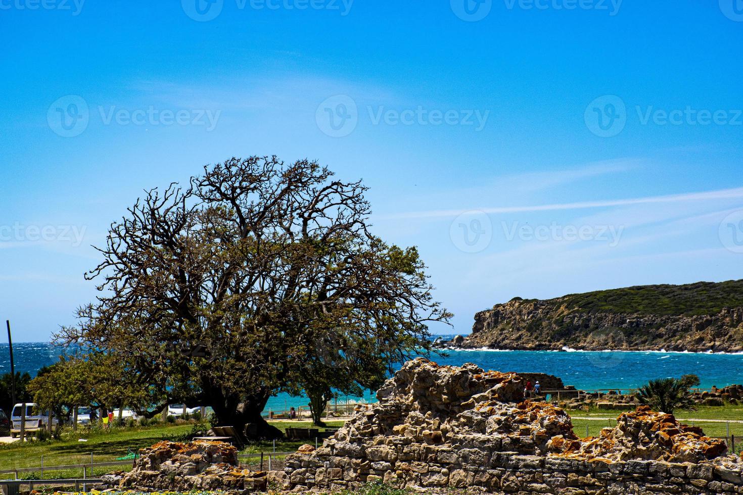 arbre océanique et ruines romaines photo
