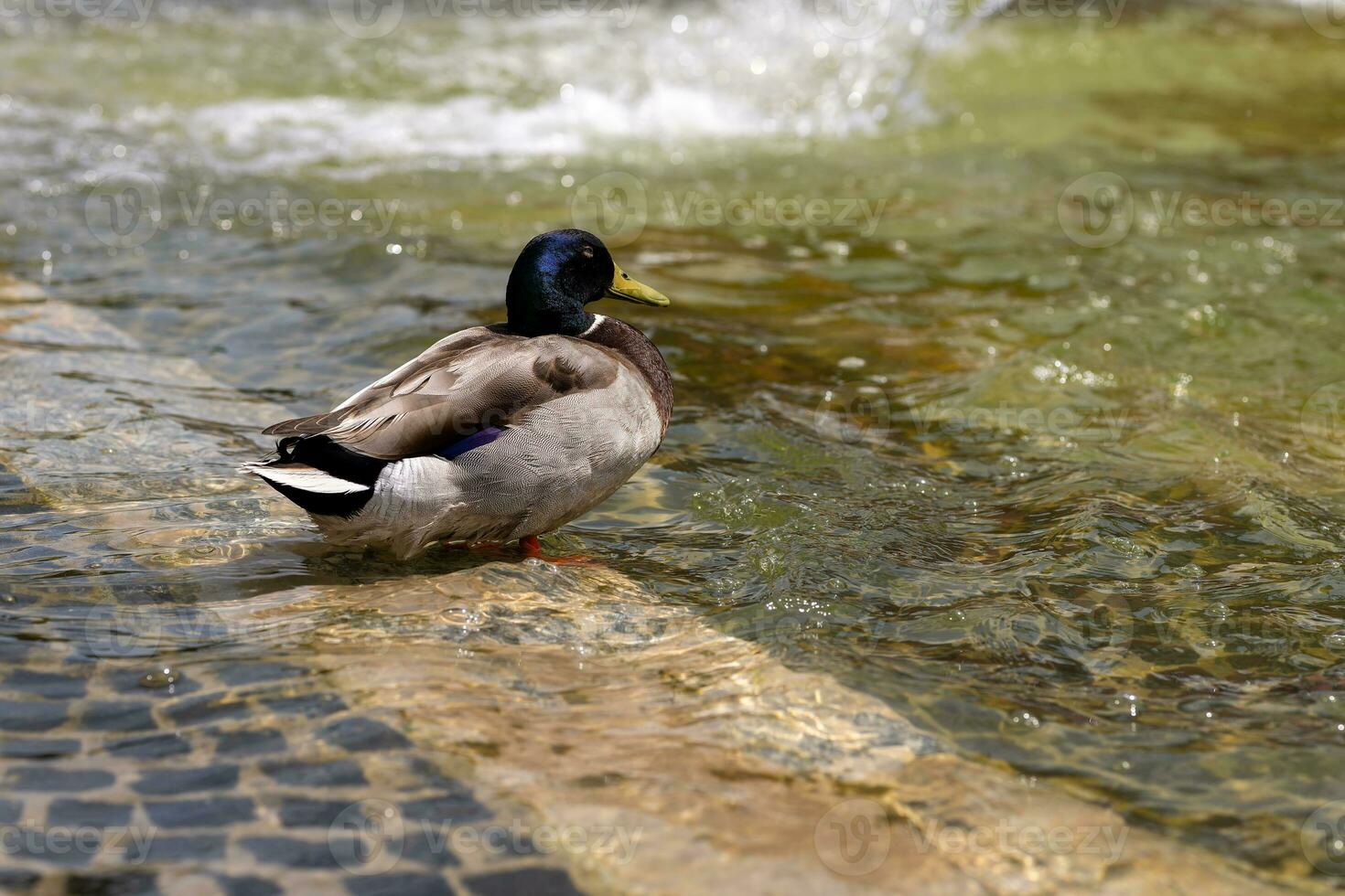 une canard à une Fontaine dans le ville photo