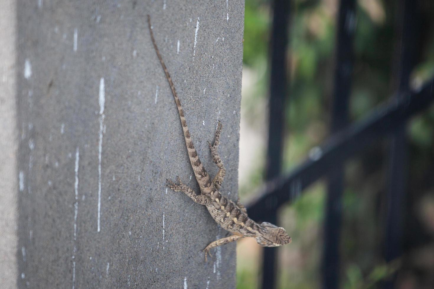 lézard à l'extérieur de l'hôtel udaipur rajasthan inde photo