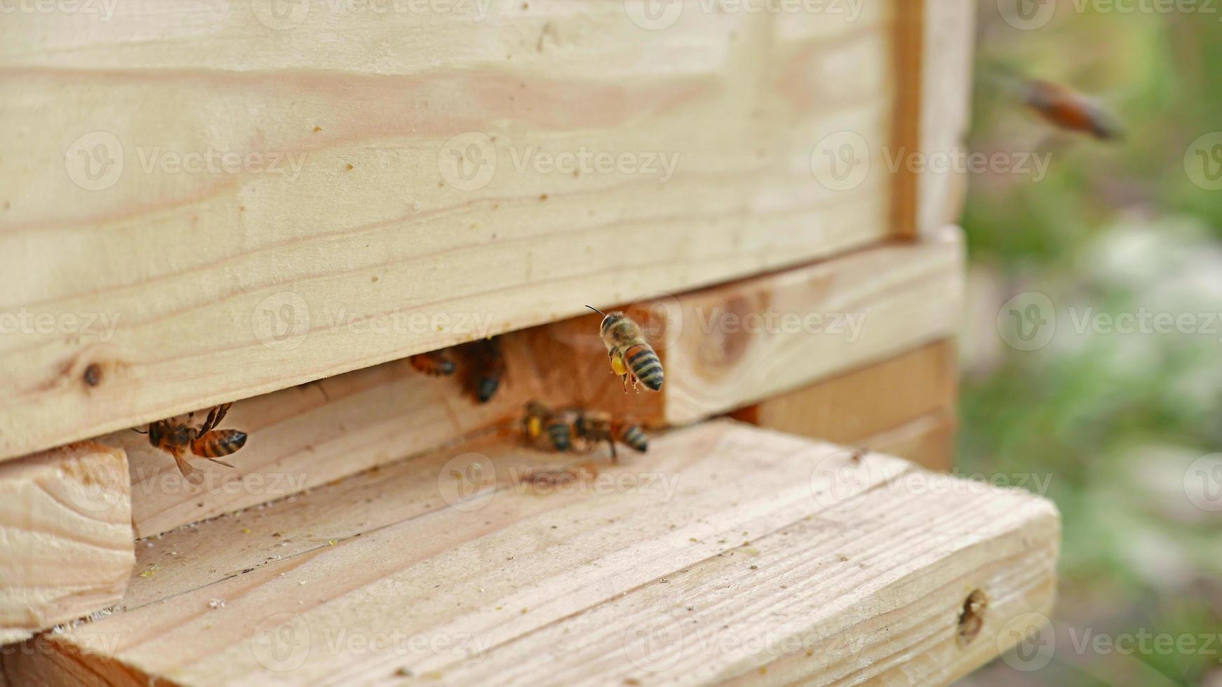 abeille ouvrière apporte du pollen dans la ruche en bois photo